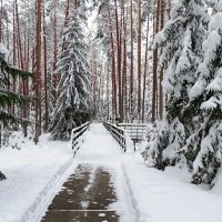 Зимний лес (репортаж из поездок по области). :: Милешкин Владимир Алексеевич 