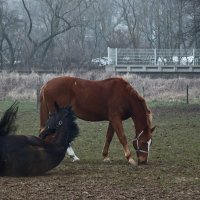 ...после сытного обеда... :: Valziwa ...после сытного обеда... :: Valziwa