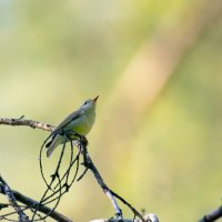 Пеночка :: Владимир Лазарев