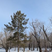 Январь :: Андрей Хлопонин Январь :: Андрей Хлопонин