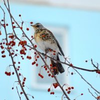 Во дворе на яблоне :: Татьяна Лютаева Во дворе на яблоне :: Татьяна Лютаева