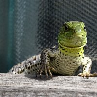 НАБЛЮДА́ТЕЛЬ :: Aleksandr