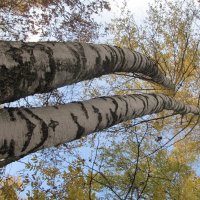 берёзовый этюд :: Елена Шаламова