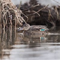 чирок свистунок самка :: юрий макаров чирок свистунок самка :: юрий макаров