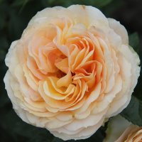 ЗОЛОТИТСЯ РОЗА ЧАЙНАЯ... :: Валентина ЗОЛОТИТСЯ РОЗА ЧАЙНАЯ... :: Валентина