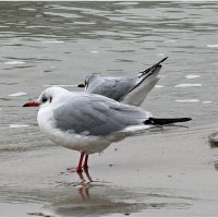 Чайка. :: Валерия Комова Чайка. :: Валерия Комова