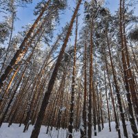 Зимний пейзаж с высокими соснами :: Александр Синдерёв