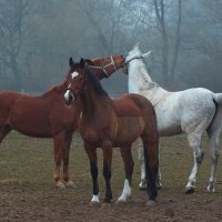 Из серии " Лошадинная любовь " (2) :: Valziwa 