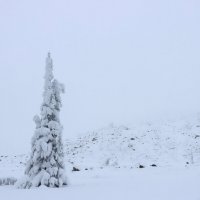 В горах родилась ёлочка :: Галина Ильясова