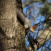 Белка. :: Александр. AVG100 ---