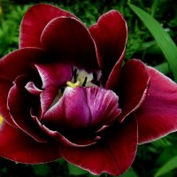 Тюльпановидный тюльпан :: Елена Сухорученкова