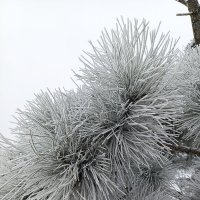 Иней :: Татьяна Пальчикова Иней :: Татьяна Пальчикова