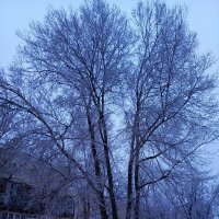 Раннее январское утро :: Татьяна Пальчикова Раннее январское утро :: Татьяна Пальчикова