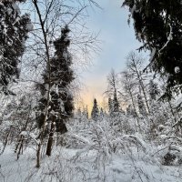 Зимняя акварель леса. :: Любовь 