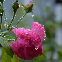 Октябрьский дождь рассыпал бриллианты.. :: Надежда Куркина 