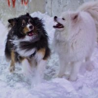 ААааааааааа! Собака!!!))) :: Артём Евтюхов