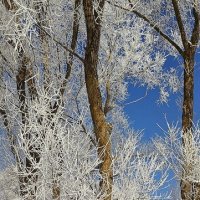 Зимнее очарование :: Игорь Сычёв