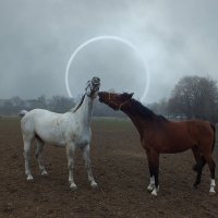 Из серии " Лошадинная любовь " (7) :: Valziwa 