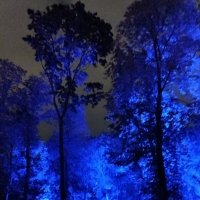 В темно-синем лесу... :: Veera V