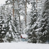 Парк "Сосновый бор" :: Галина Нестратова