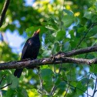 Черный дрозд :: Владимир Лазарев Черный дрозд :: Владимир Лазарев