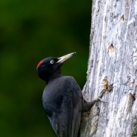 Желна :: Владимир Лазарев