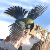 Птица счастья. :: Михаил Белоусов