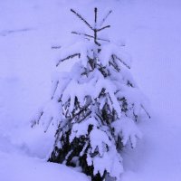 Засыпало ёлочку :: Людмила Смородинская