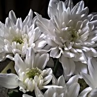 Хризантемы :: Елена Семигина Хризантемы :: Елена Семигина