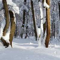 О красоте зимнего  парка. :: Милешкин Владимир Алексеевич 