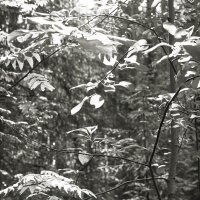 Фотография :: Денис Безногов