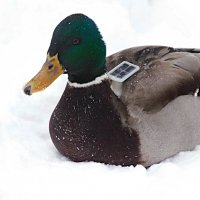 Селезень с солнечной батарейкой на спине :: Лина 