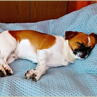 Сладкий сон Яшика. :: Валерия Комова