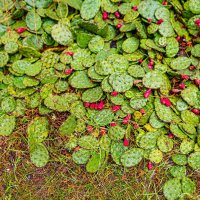 *** :: Дмитрий Лупандин