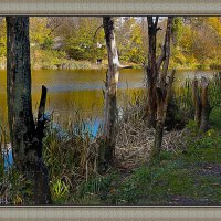 Золотая осень :: Владимир Кроливец