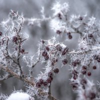 Колючий иней :: Наталья Димова Колючий иней :: Наталья Димова