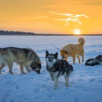 Стая бездомных собак в поле на морозе. :: Павел Крутенко