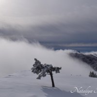Природа Крыма :: Amazing Cosmea Природа Крыма :: Amazing Cosmea