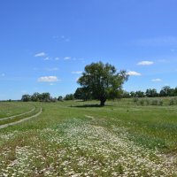 Донская степь. :: Виктор 