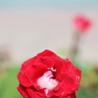 Роза :: Руслан 