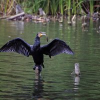 Большая рыбка :: Андроник Александр Большая рыбка :: Андроник Александр