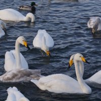 Лебеди на зимовке :: Наталия Григорьева