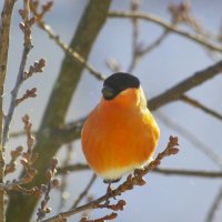 Снегирь на дубу... :: Юрий Куликов