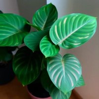 Филодендрон Меланохризум :: СЕРГЕЙ ФИЛОЧКИН