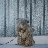 Даже в морозный день маленький лохматик остаётся на посту. :: Павел Крутенко