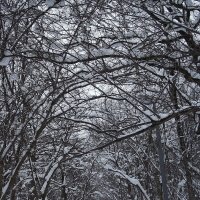 Прогулка в мороз... :: Freddy 97