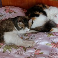 Кошки :: tamara kremleva