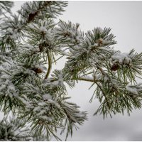 Закружило,замело.... :: Sergey (Apg)