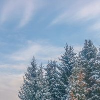 У леса на опушке ëлочки-подружки... :: Леонид Абросимов У леса на опушке ëлочки-подружки... :: Леонид Абросимов