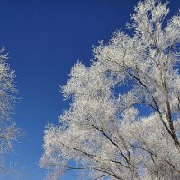 Снежное настроение :: Игорь Сычёв